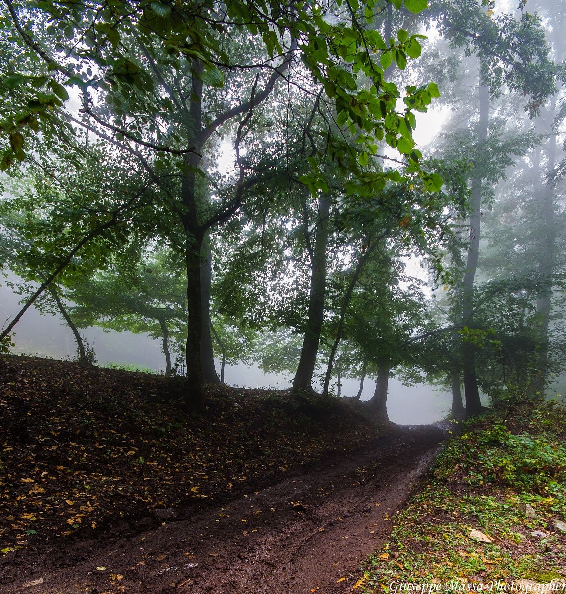 Bosco nella nebbia...