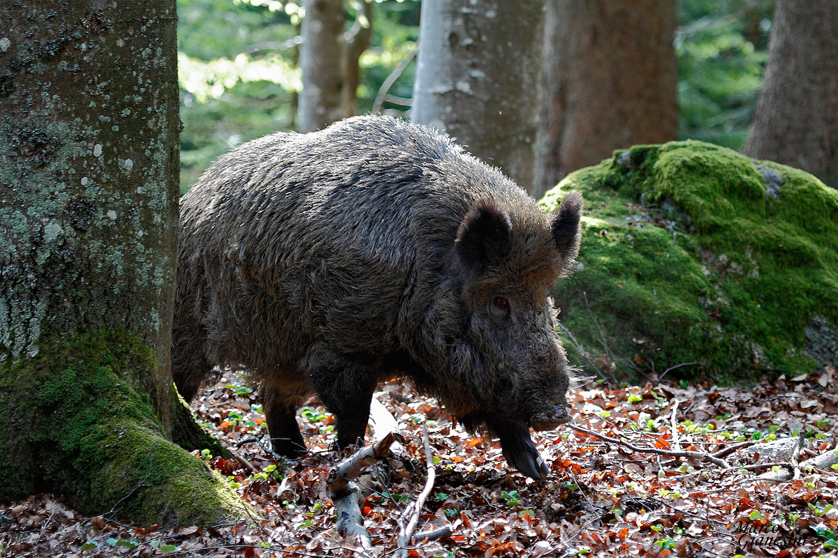 Cinghiale...