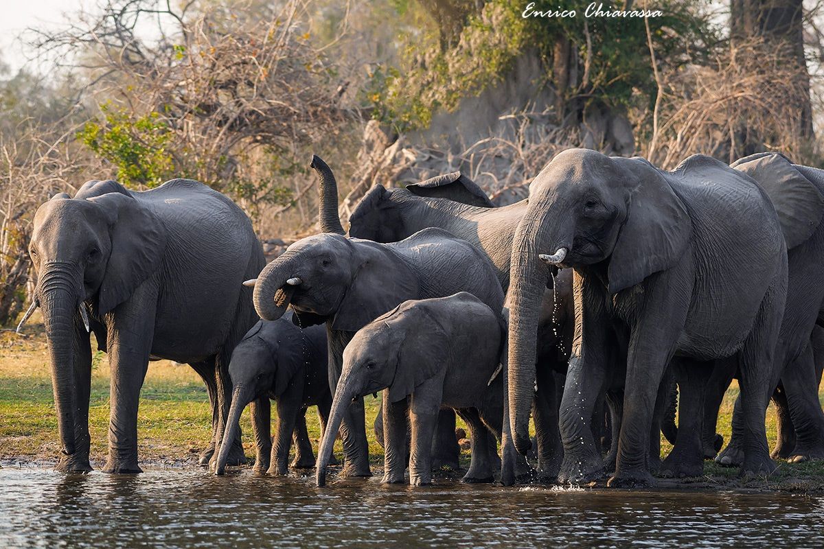 Elephants: watering morning...