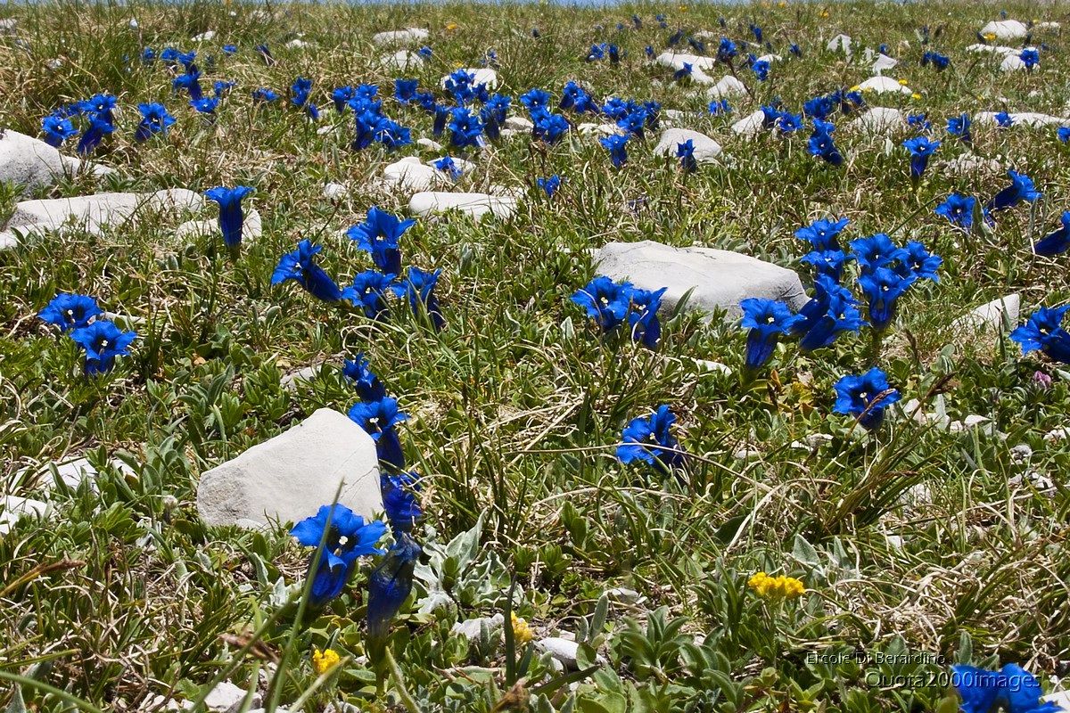 Fioritura di Gentiana clusii...