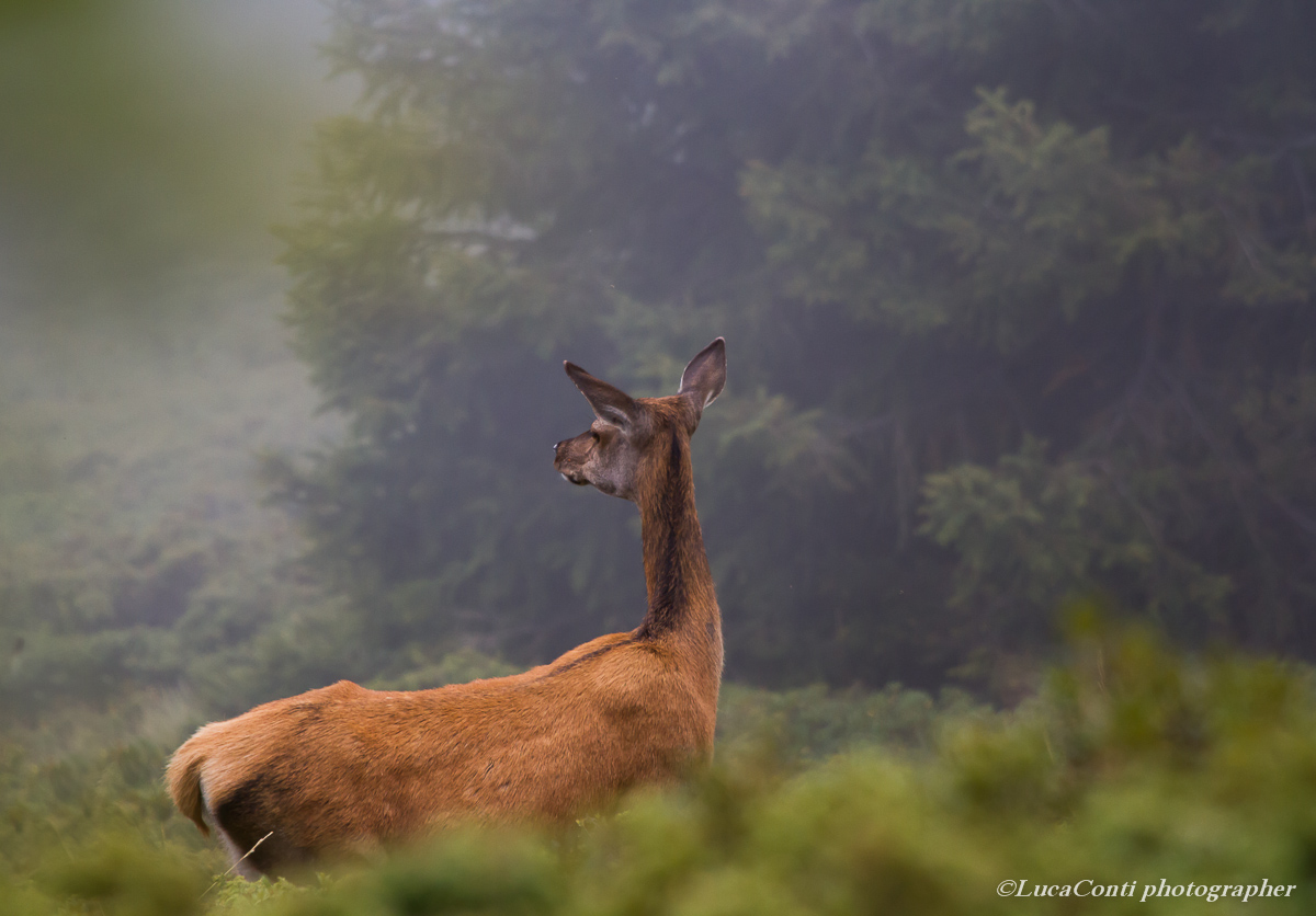 belling deer, Alta Valtellina, October 2013...