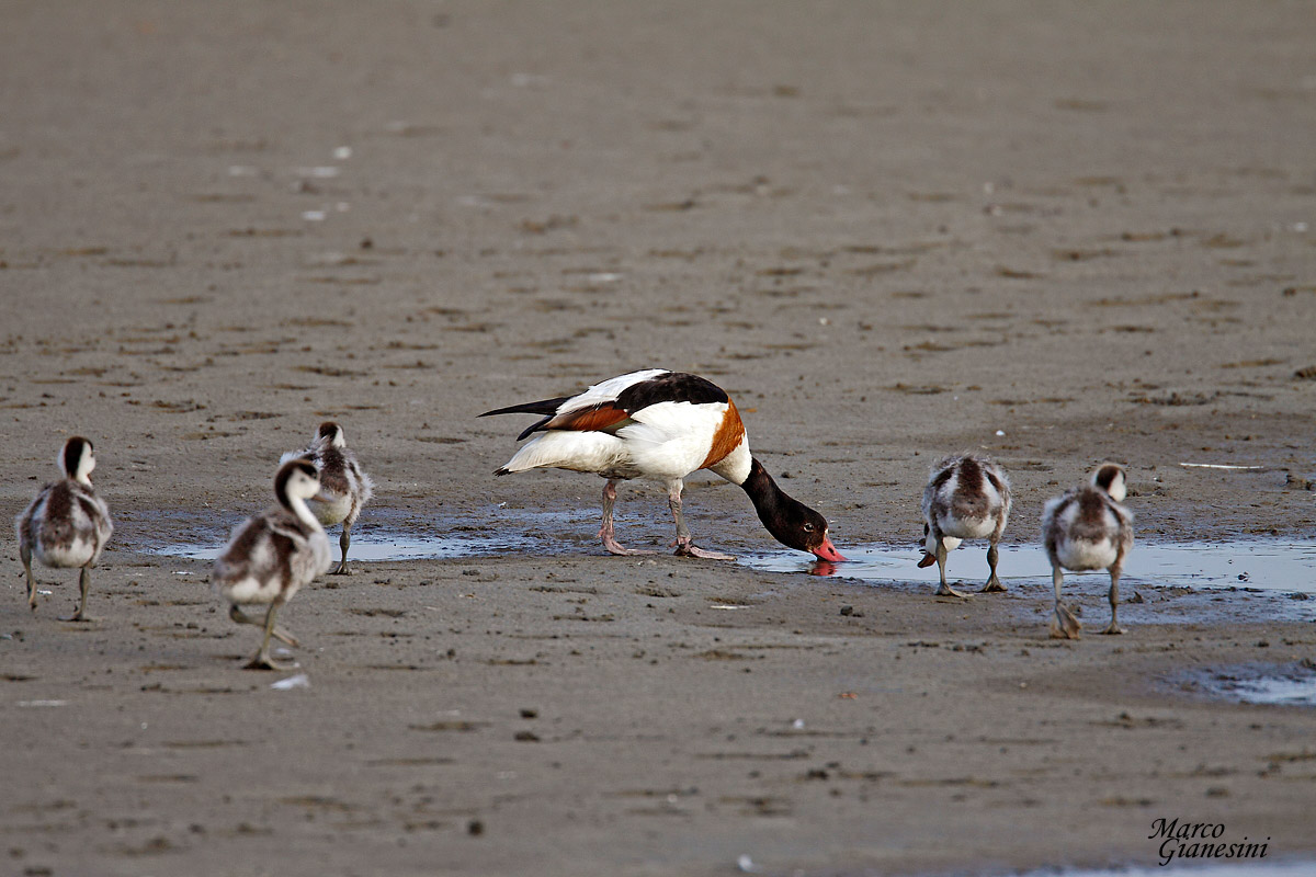 Shelduck...