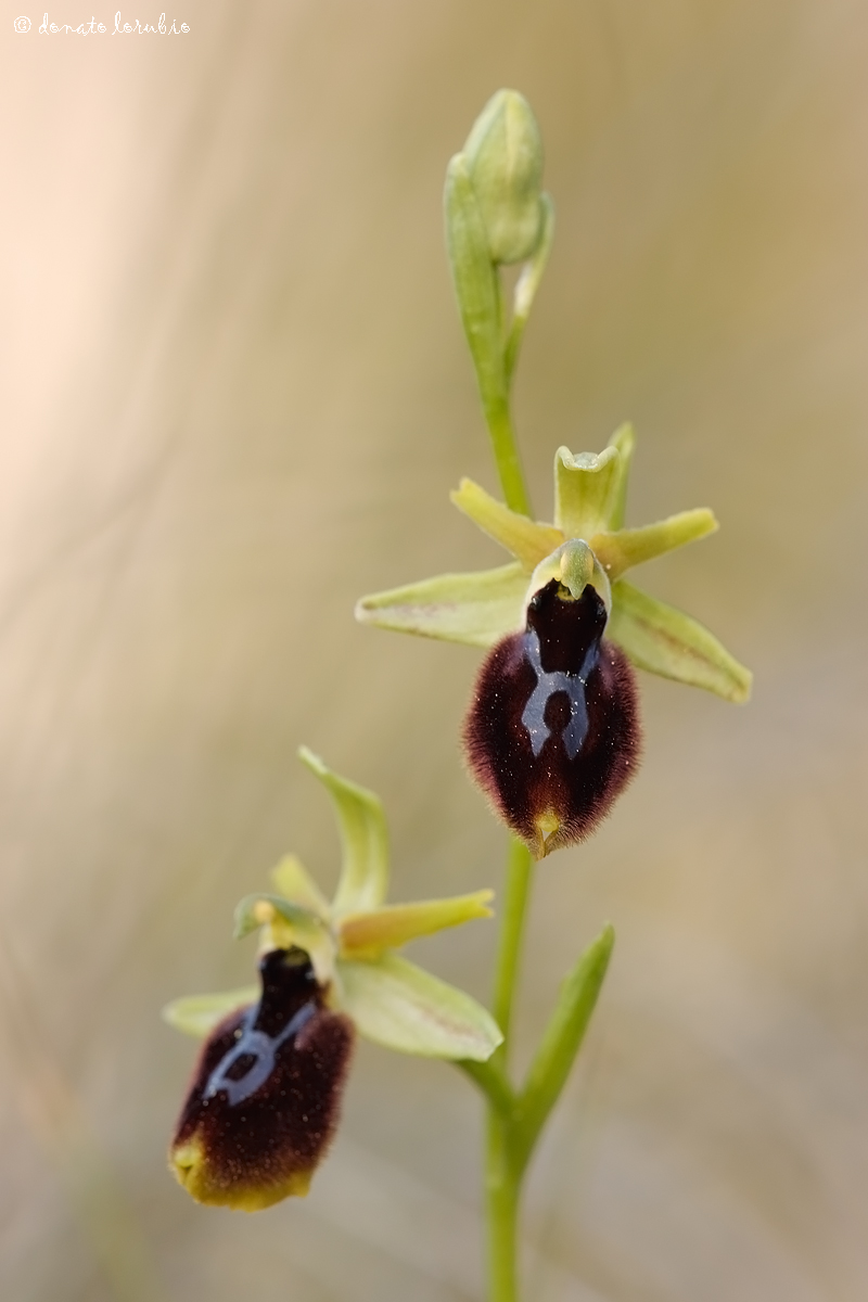 Ophrys tarentina...