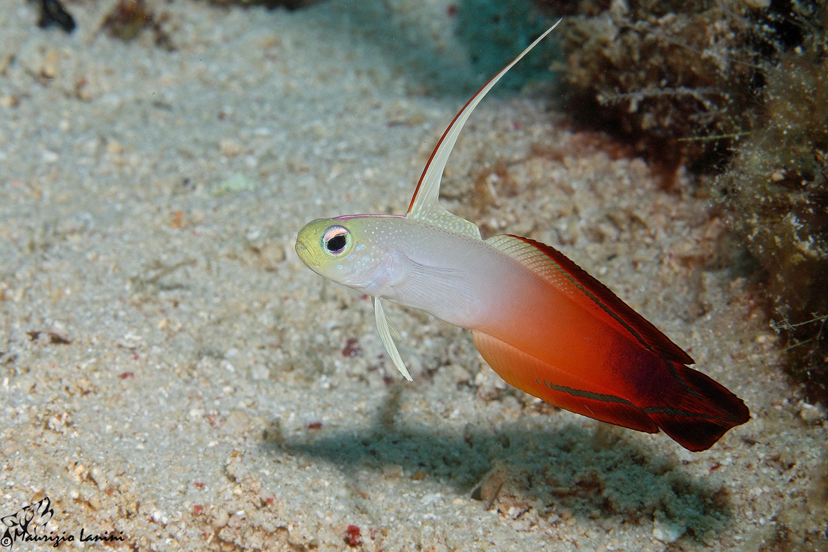 Firefish Goby...