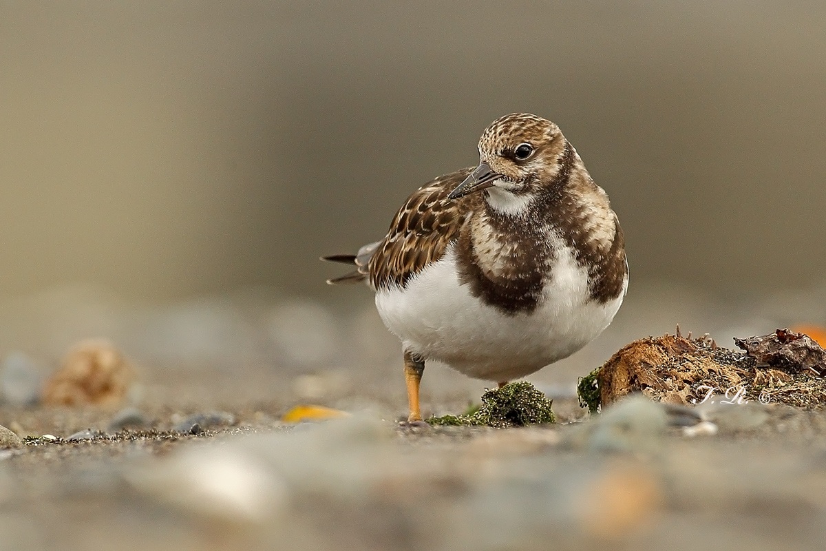 Turnstone...