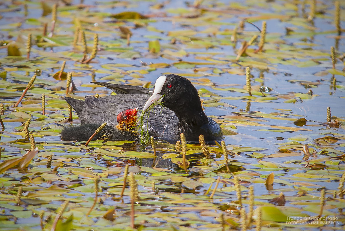 Mother Coot....