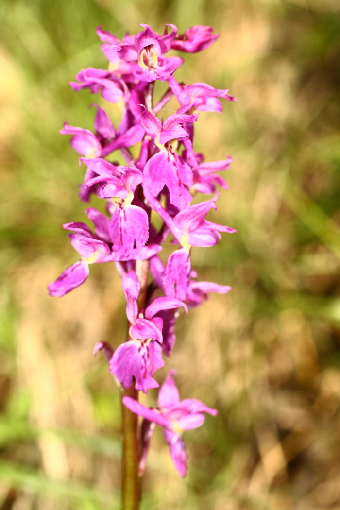 Orchidea...