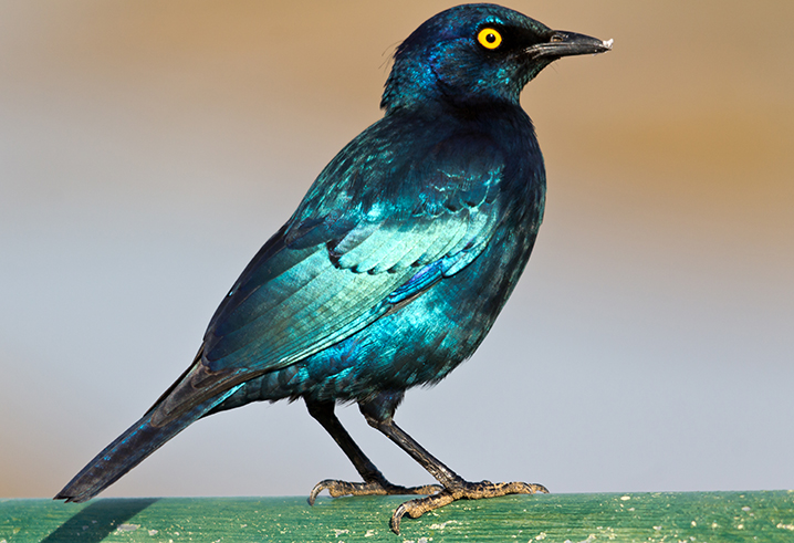 Cape Glossy Starling...