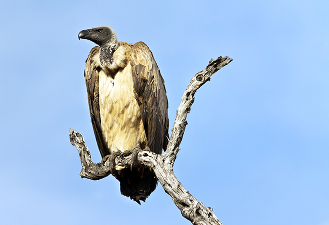 White-backed Vulture...