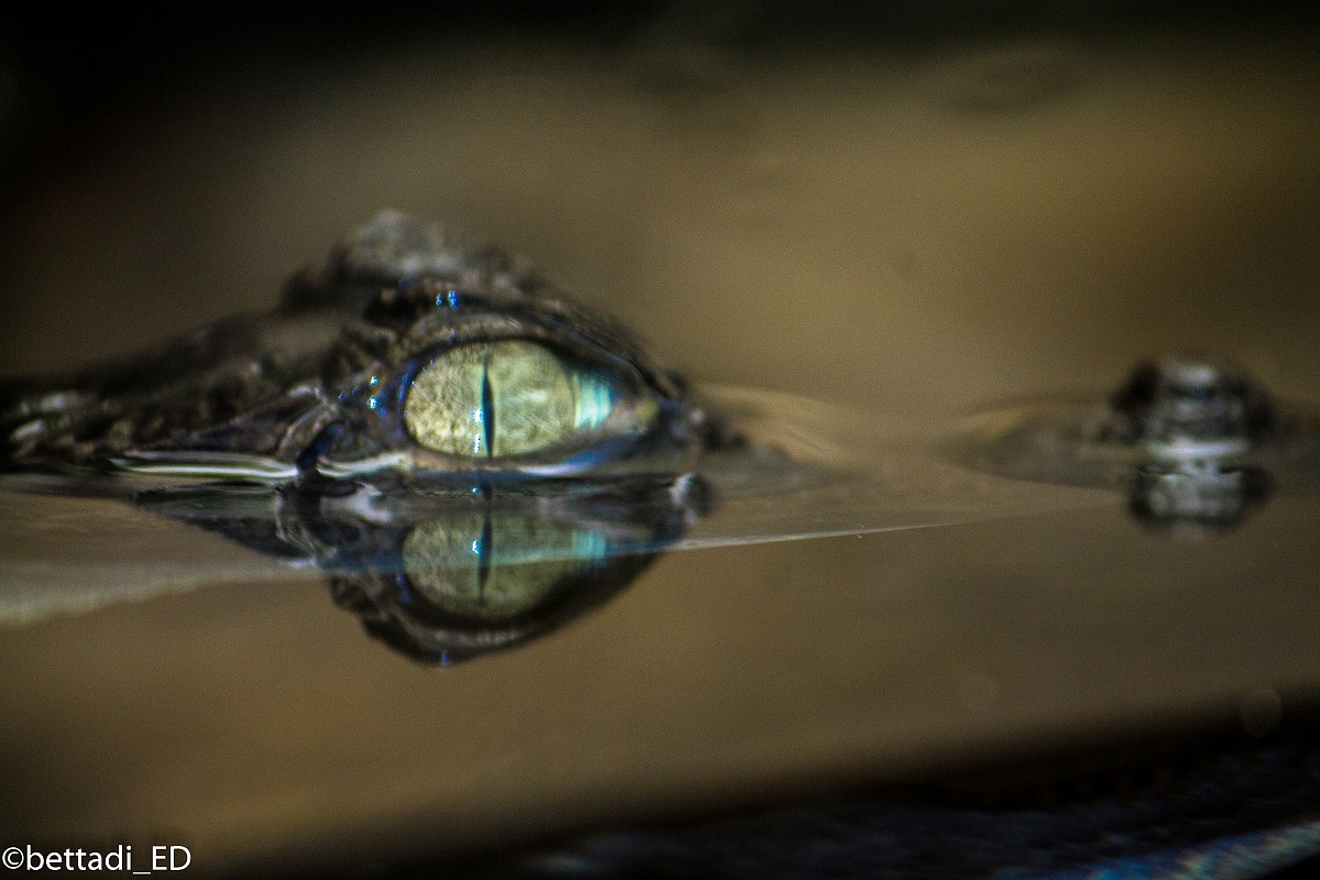 The eye of the caiman...