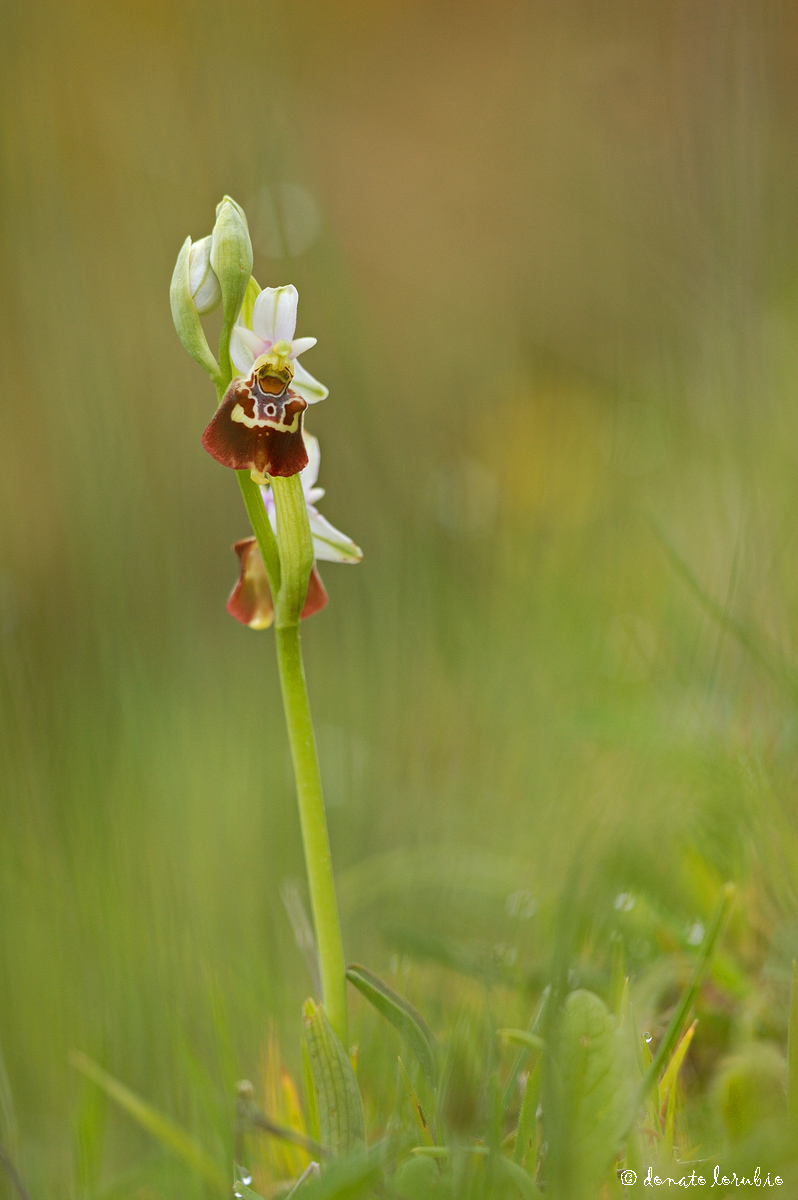 Ophrys apulica .....