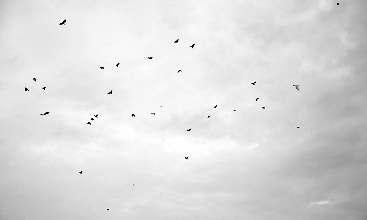 ugly birds birds ......
