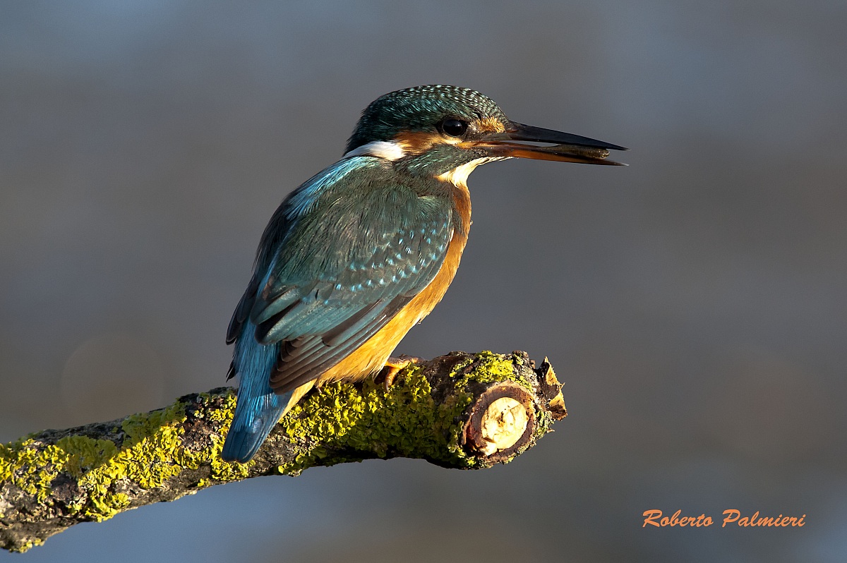 Kingfisher...