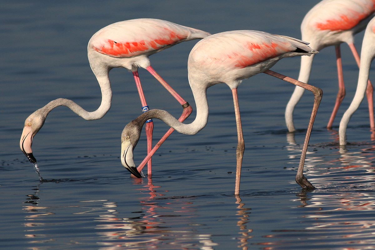 Flamingos in feeding in the Salina of Cervia...