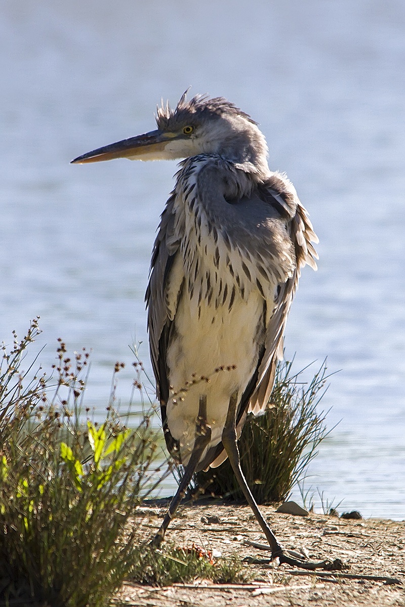 Heron...
