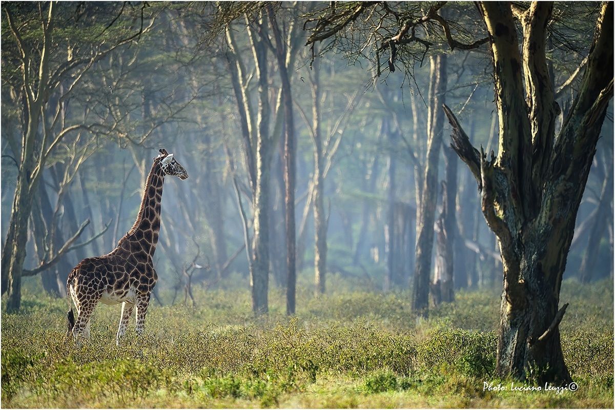 Giraffa di Lake Nakuru...