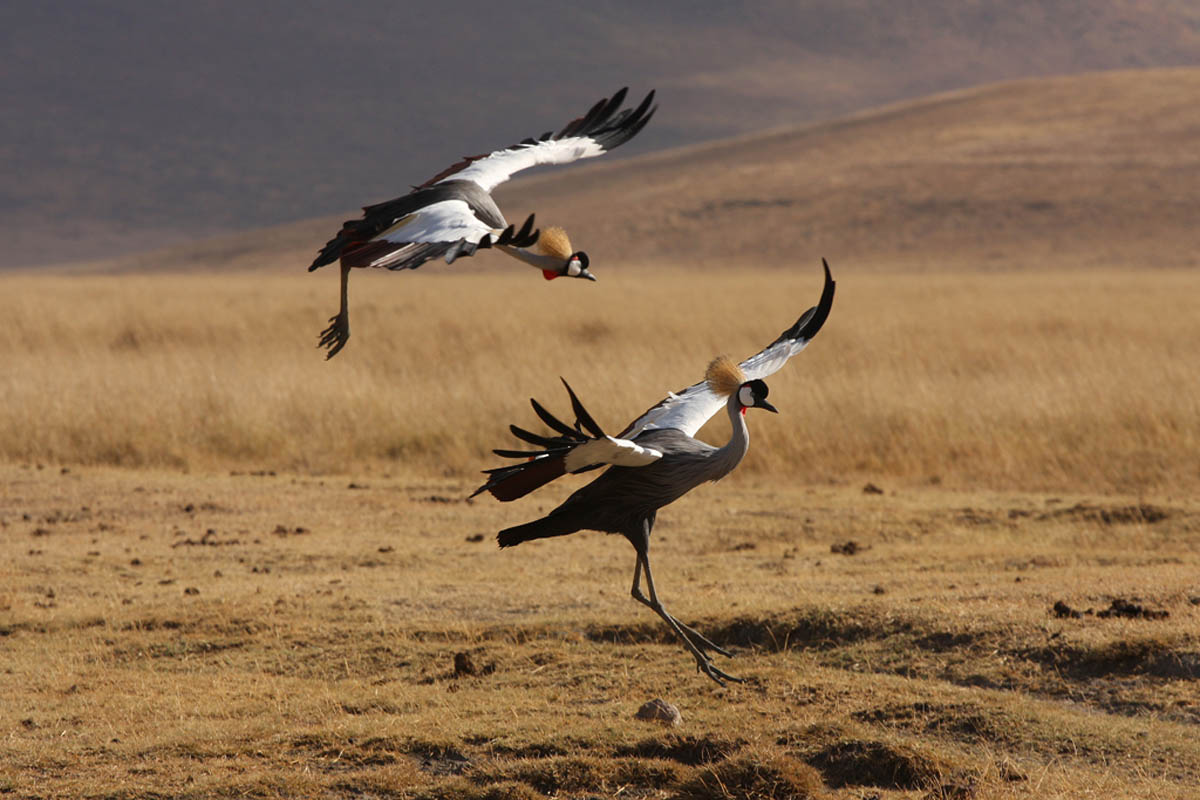 Crane crowned in the Ngorongoro crater...
