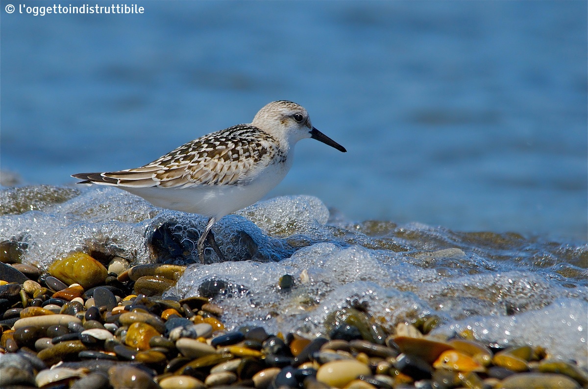Sanderling with stones and sea foam...