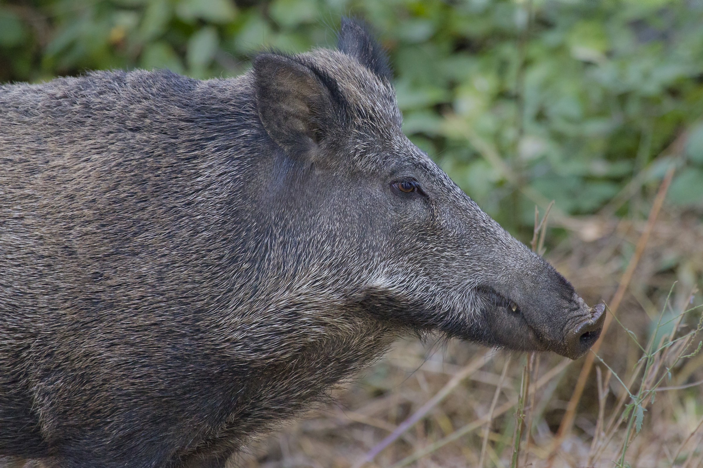 Profile of wild boar...