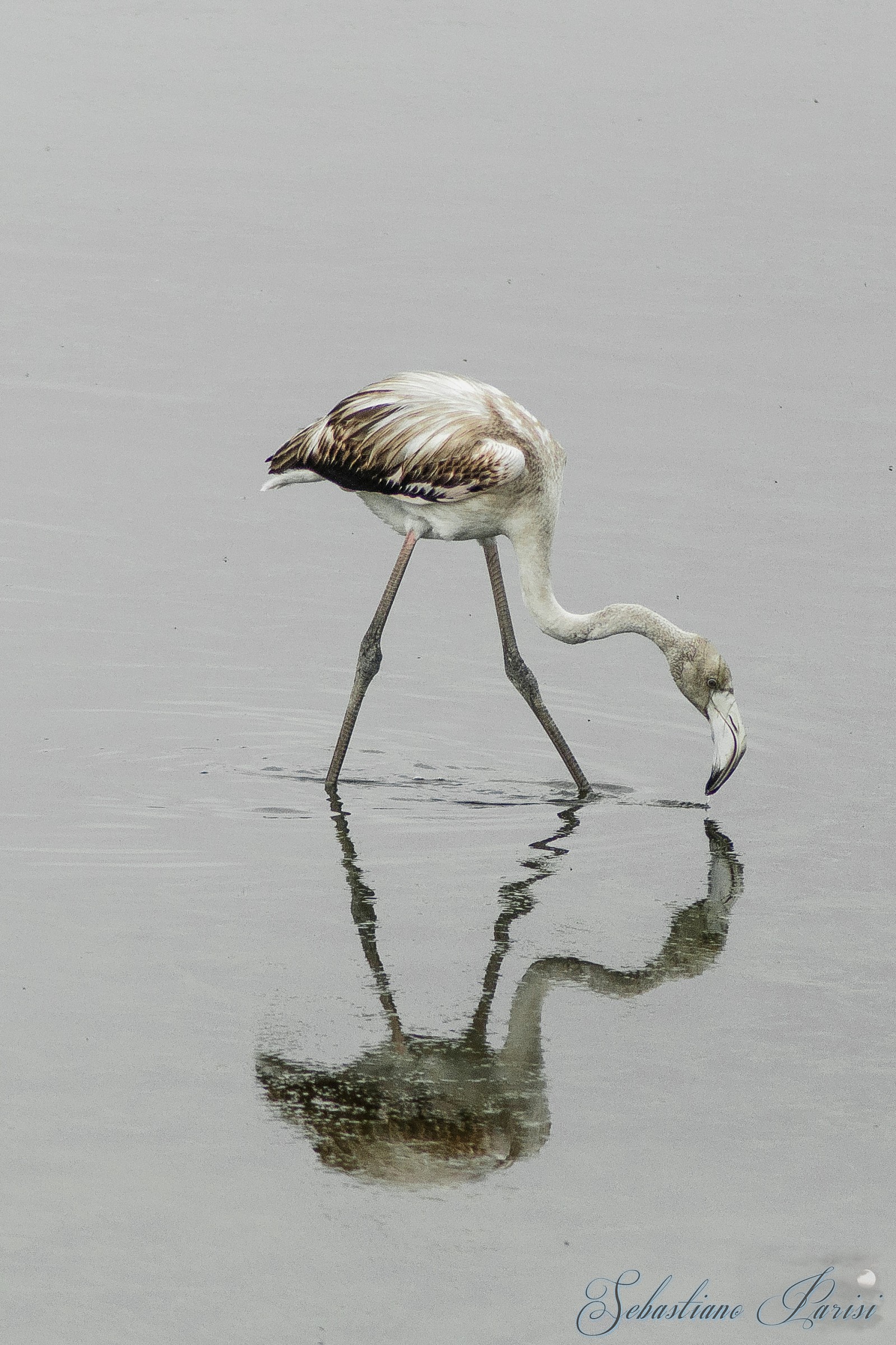 Young Flamingo (Saline di Priolo)...