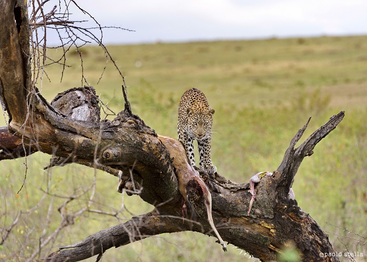 female on a tree with the kill - 4...