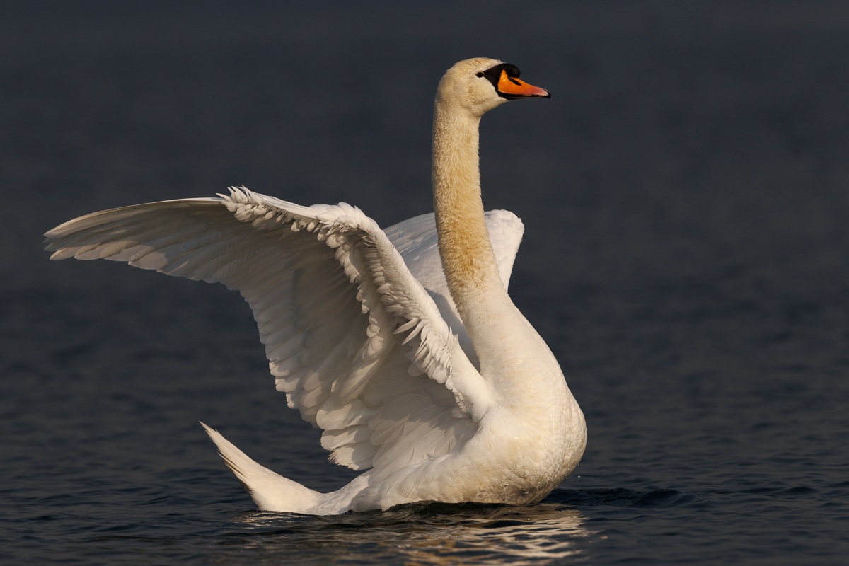 Mute Swan ......