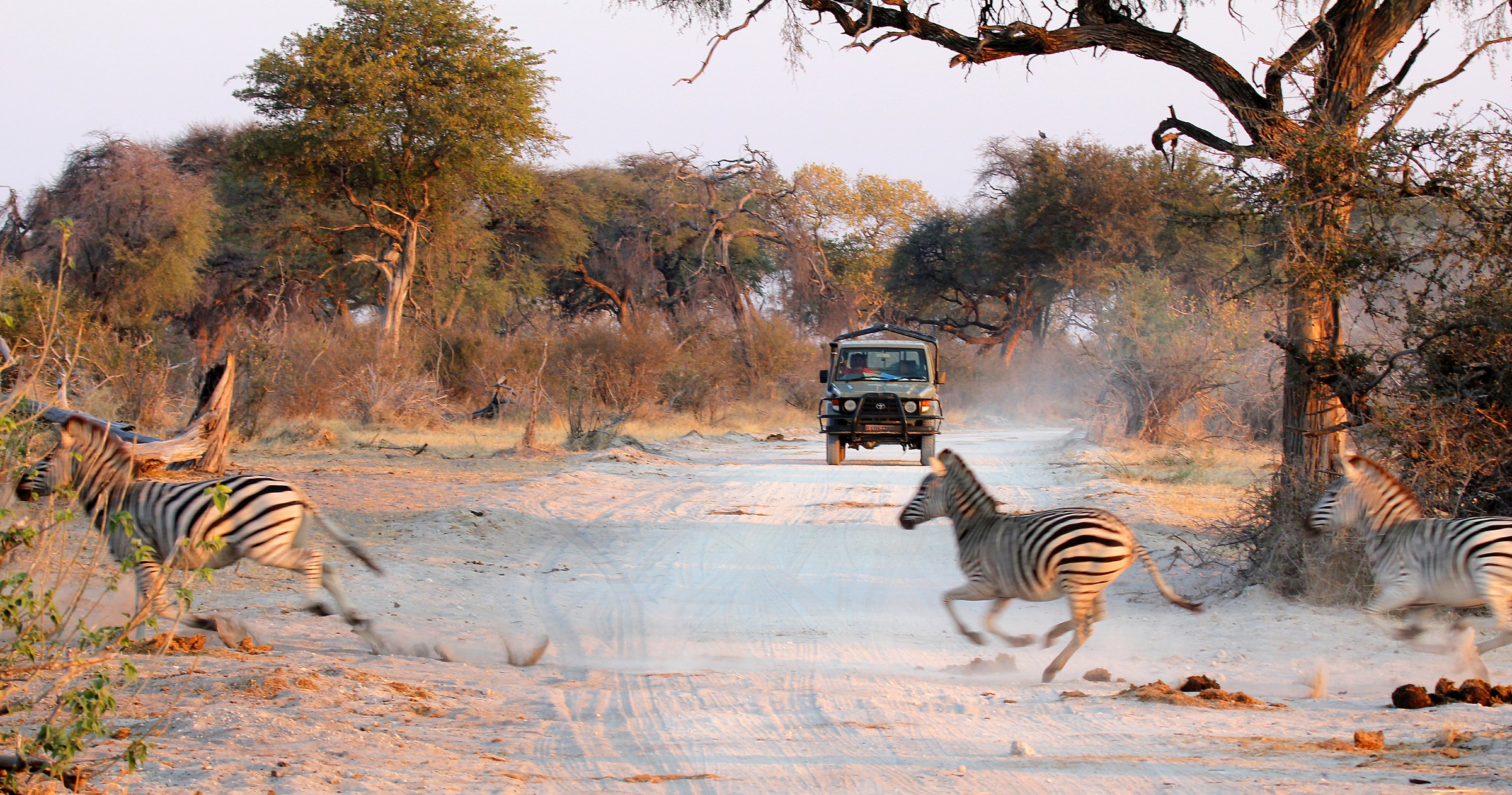 Zebra crossing...