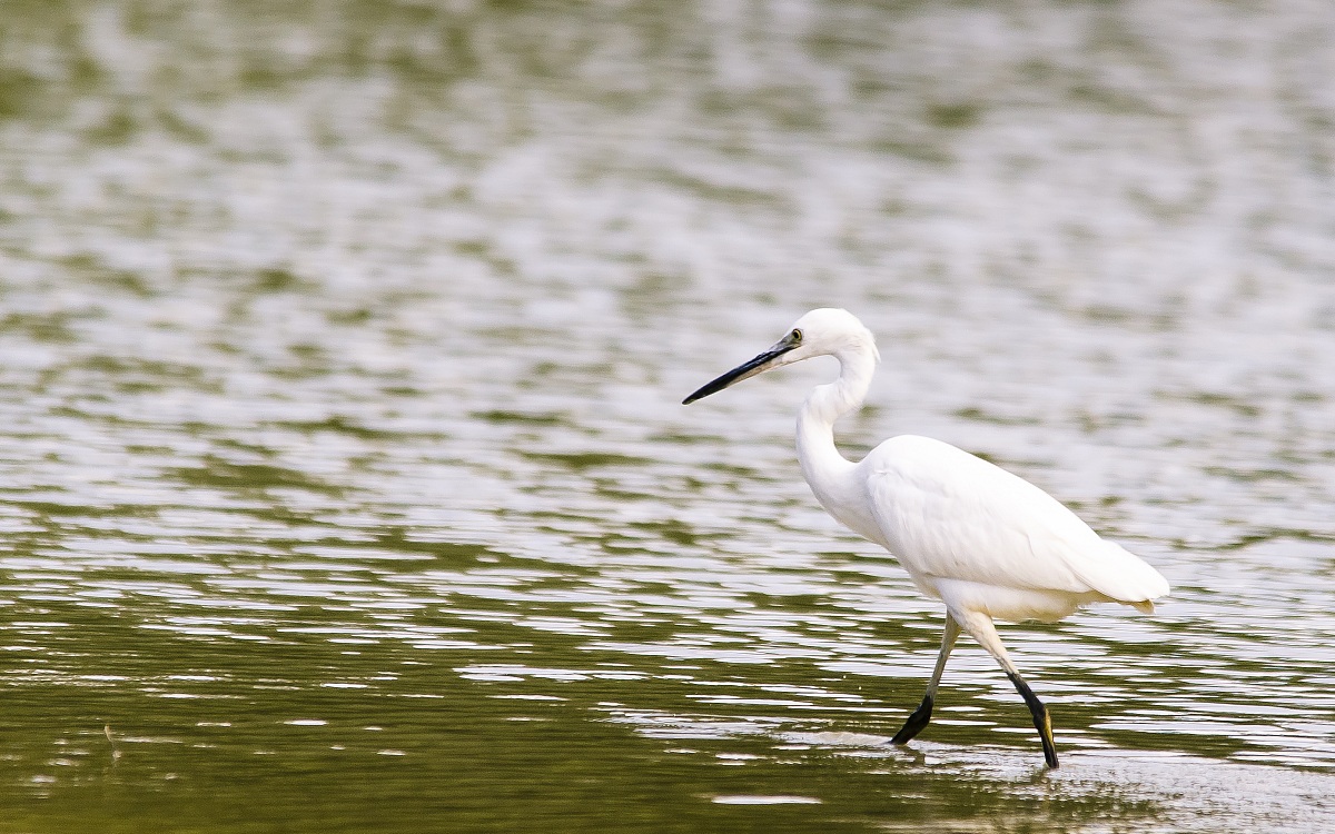 Egret elegant...