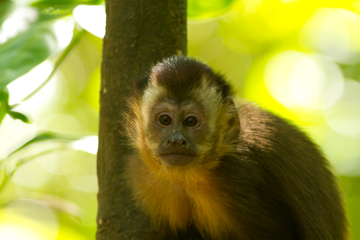 Monkey in the Amazon rainforest...