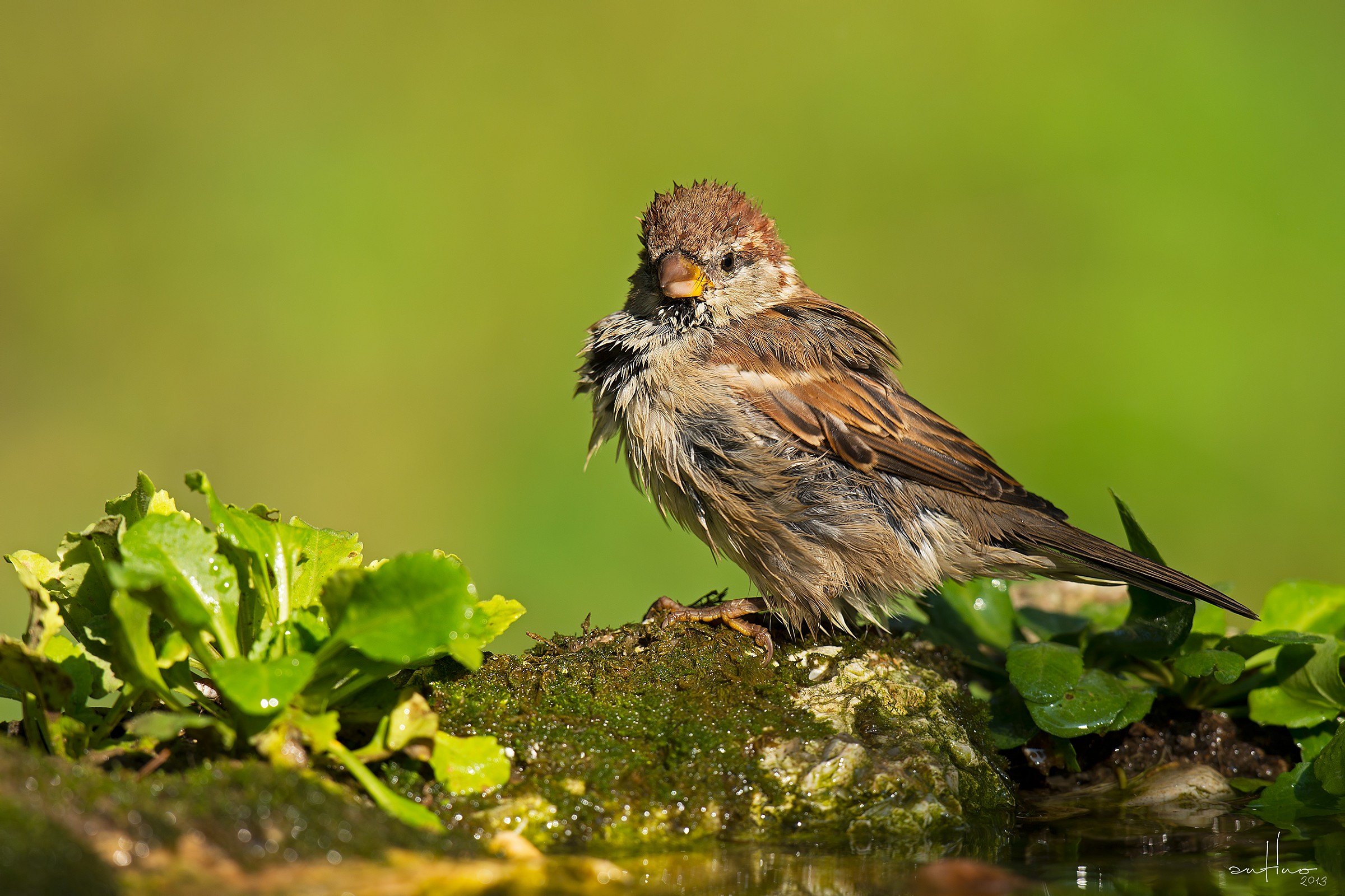 A sparrow wet...