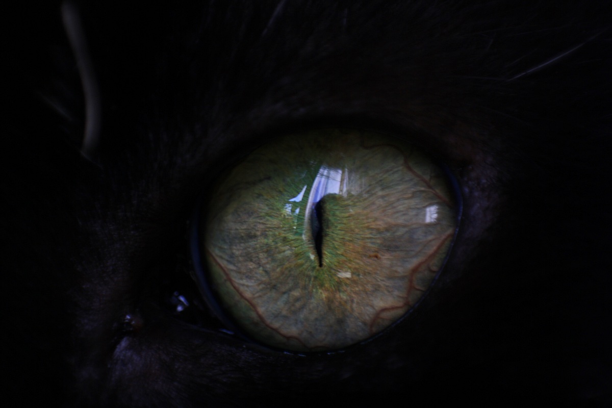 Cat's Eye...