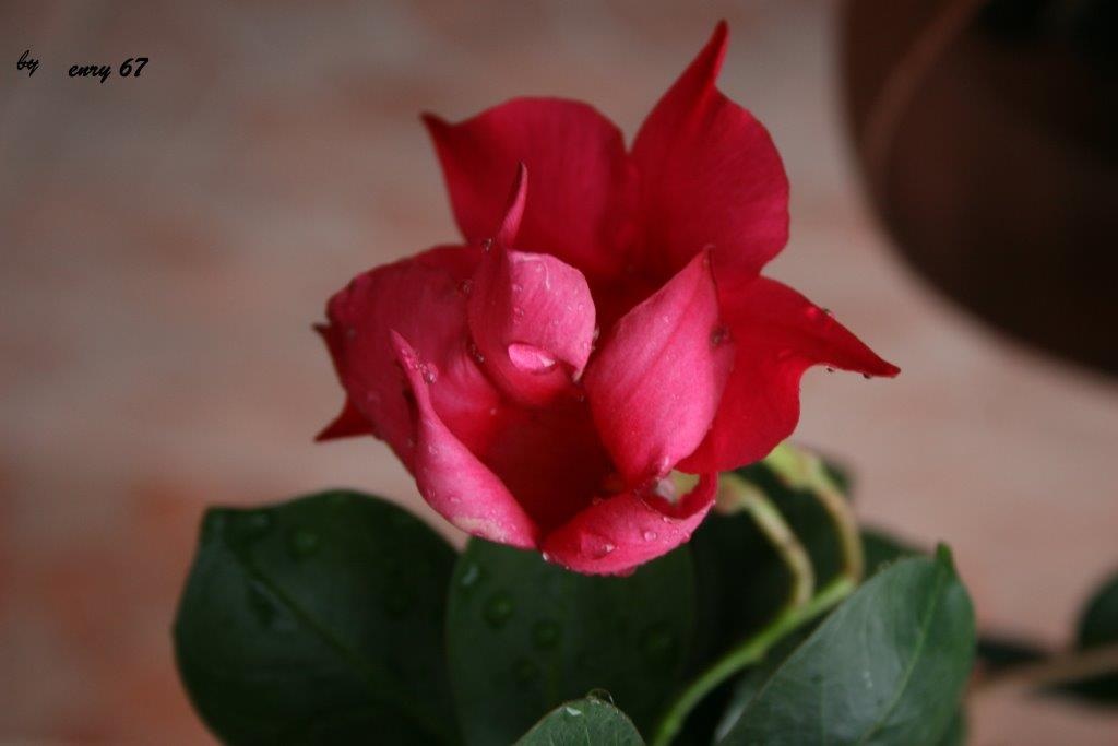 Dew on flower...