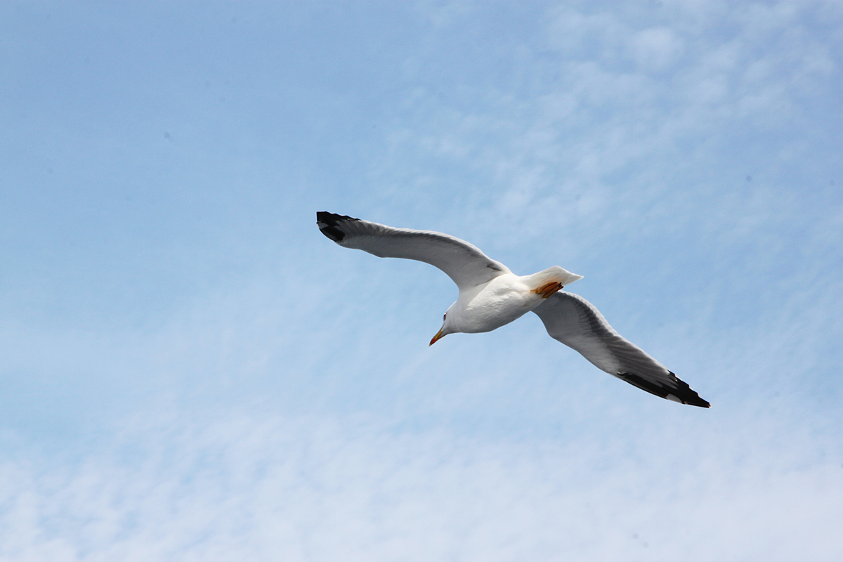 seagull gliding...