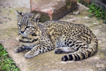 Leopardus geoffroyi