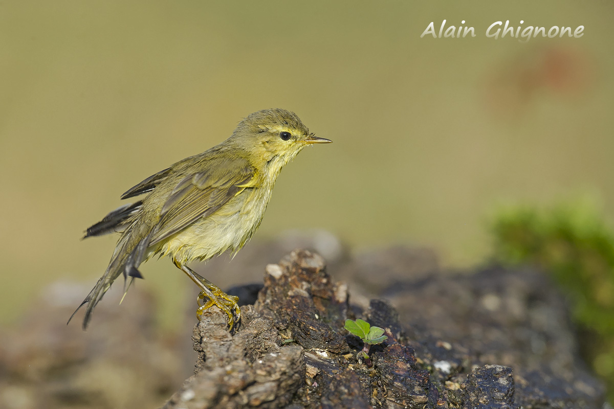 willow warbler the pool...