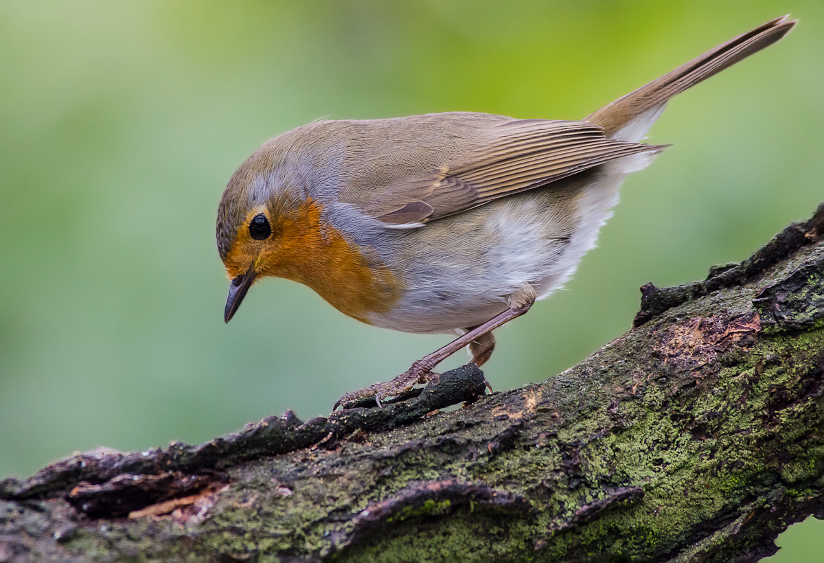 redbreast...