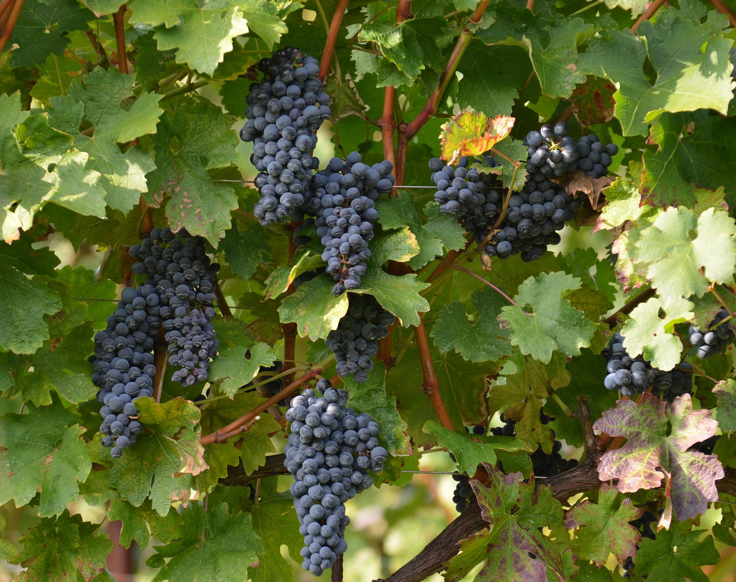 Wine grapes...
