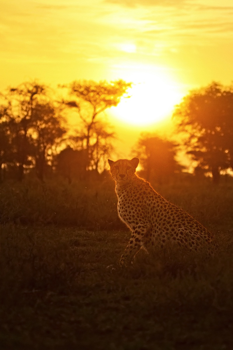 l' alba del ghepardo...