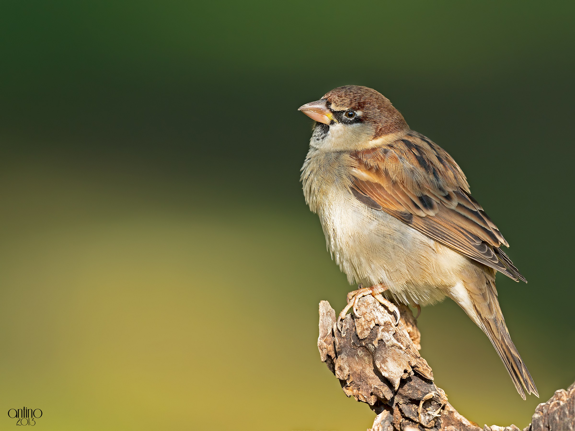 Simple sparrow...