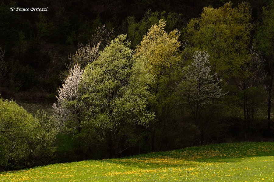 luce e ombra...
