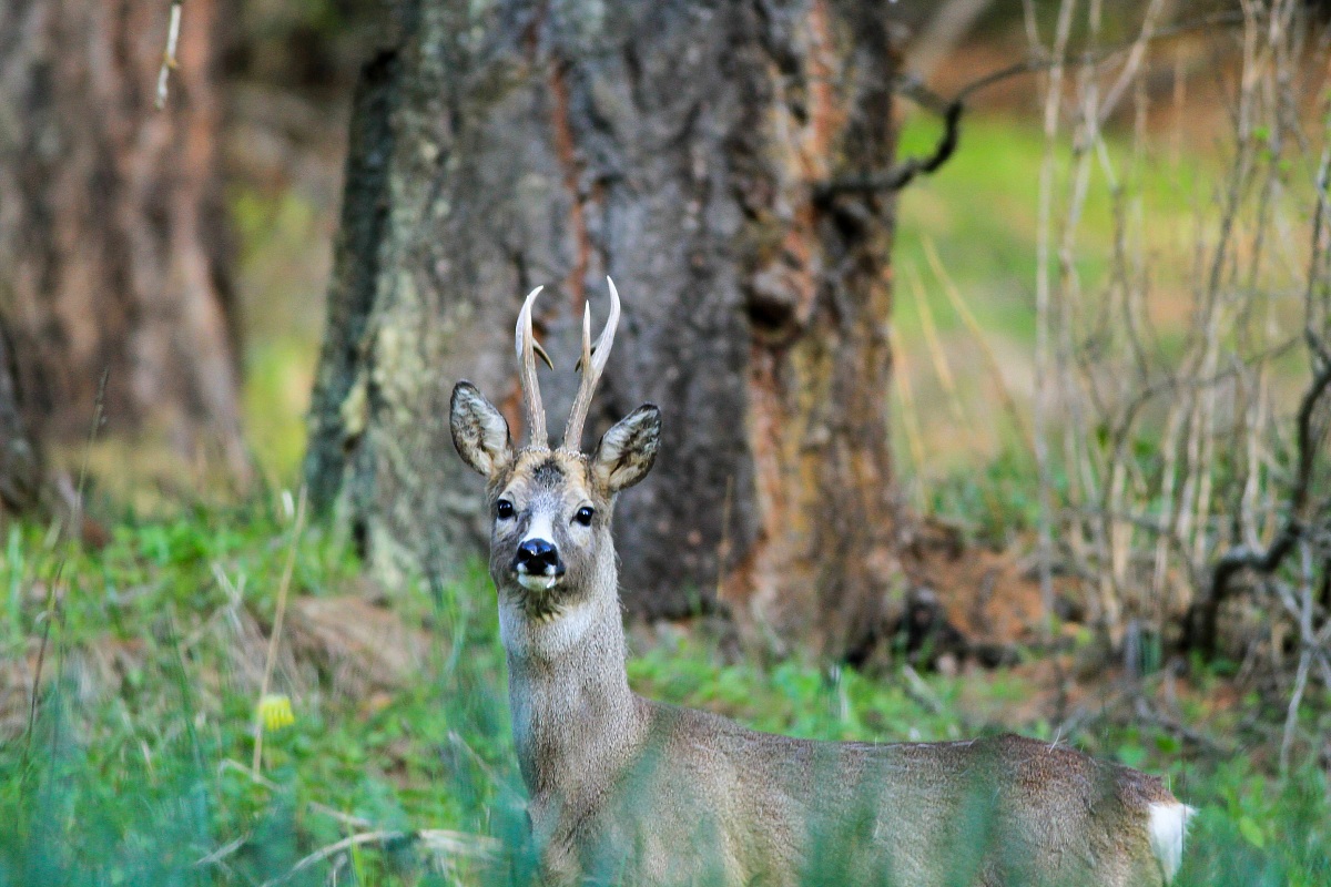 curious deer...