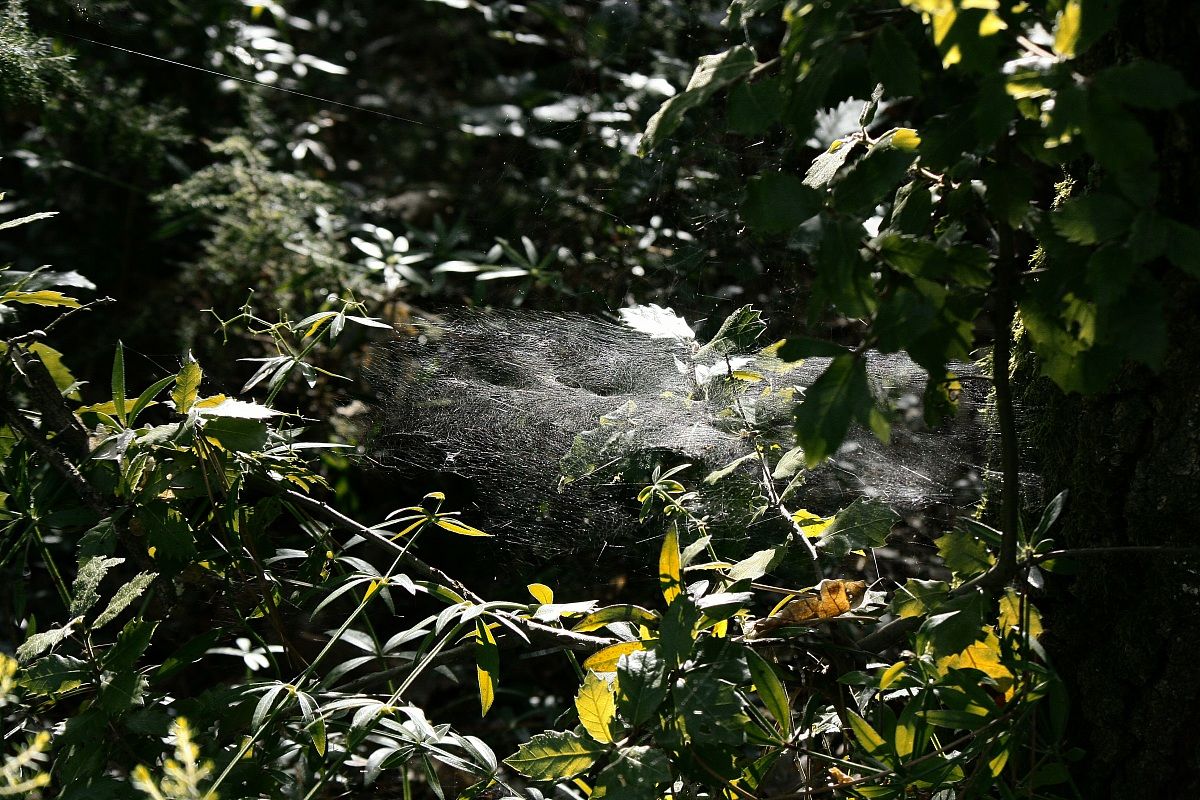 spider web in the woods...