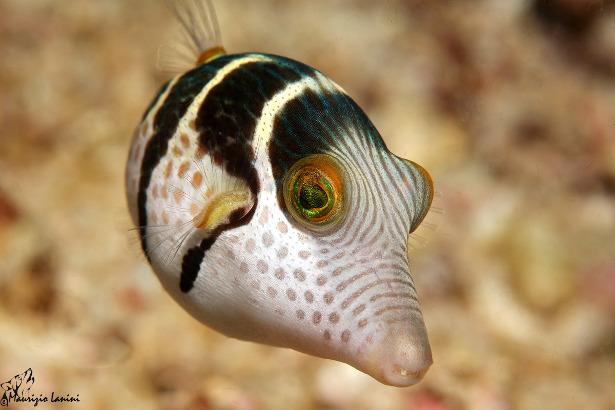 Pesce palla fasciato ( Chantigaster valentini )...