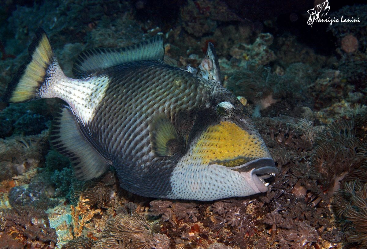 Pesce balestra titano (Balistoides viridescens )...