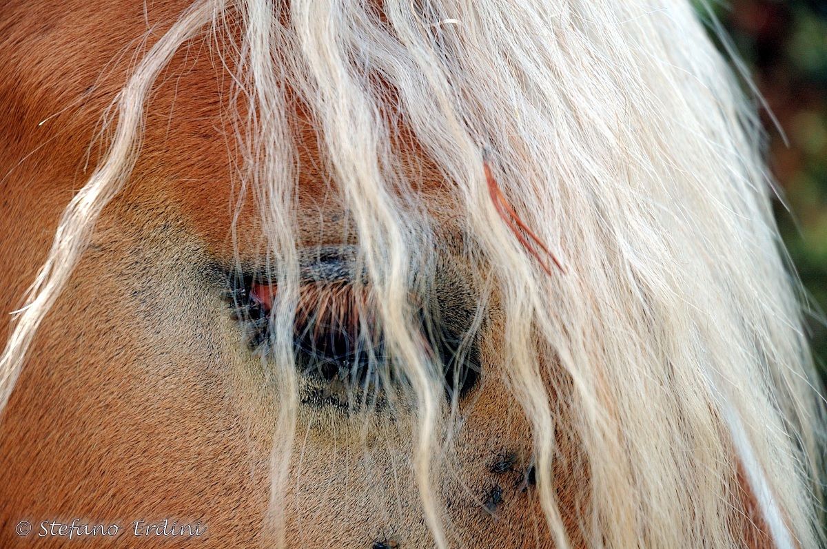 horse eye...