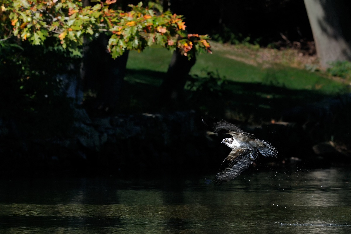Autumn osprey...