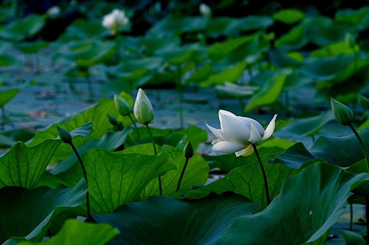 flower of water lily...