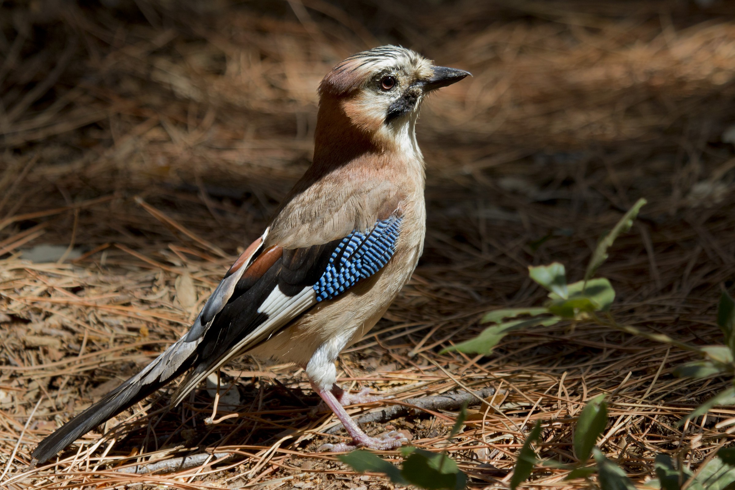 Jay in the woods...