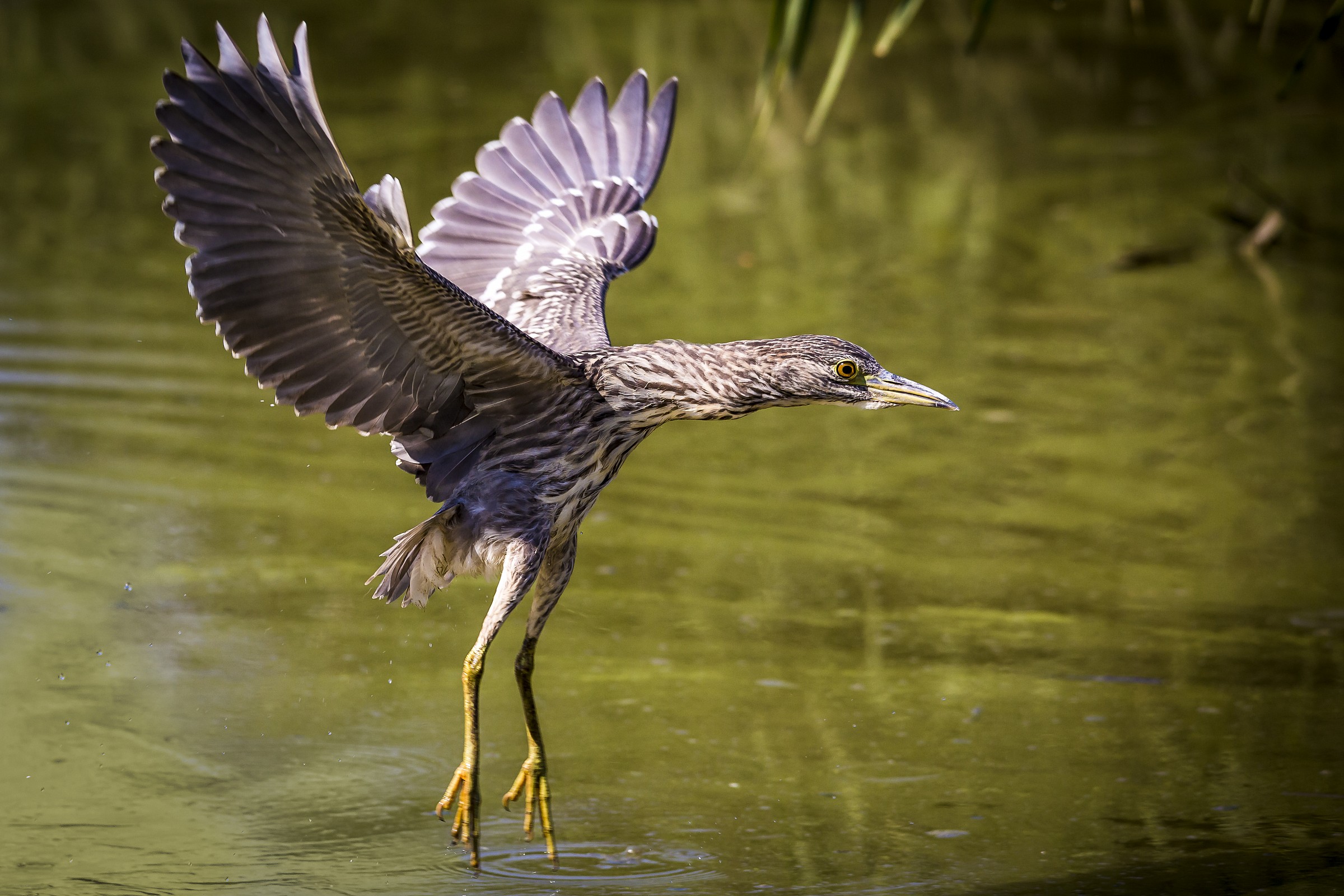 the jump of the Night Heron...