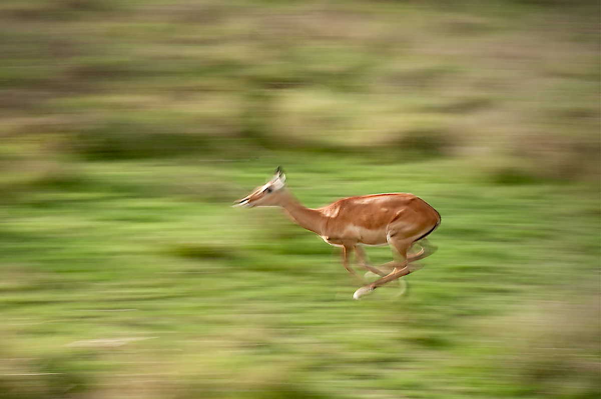 Gazelle in the running...